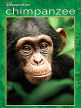 Chimpanzee